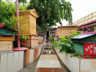 养蜂基地
