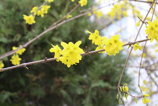 迎春花
