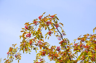 花椒树