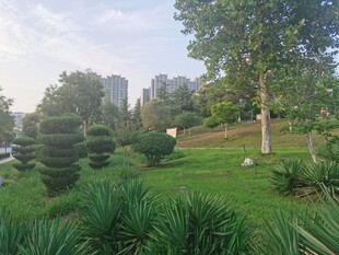城市中绿意盎然的园林景观