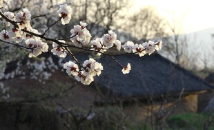 一枝独秀