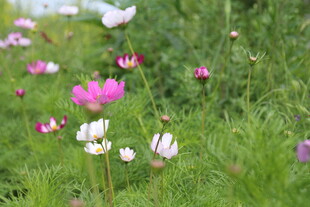 七月菊