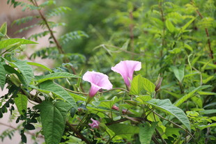 牵牛花