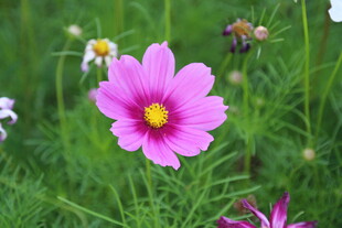 小菊花
