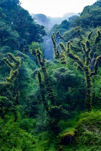 茂密山林中的蕨类植物景观