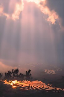 日出梯田 霞光洒落美景