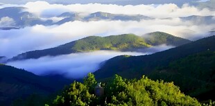 山间云海与葱郁林木景观