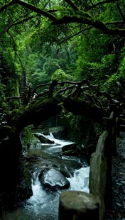 山林间的潺潺溪流石桥