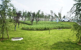 绿意盎然的户外草地景观