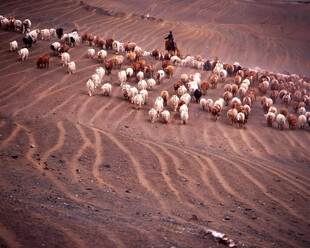 沙漠牧羊