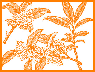 手绘橙色桂花枝叶图案