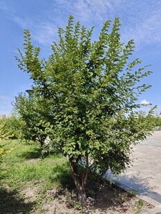 路边绿树