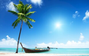 海边椰树与停泊小船美景