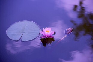 水中绽放的美丽粉色睡莲