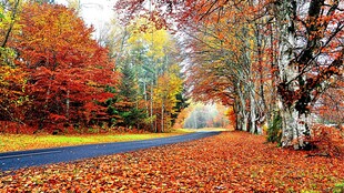 秋日林间小路的斑斓美景