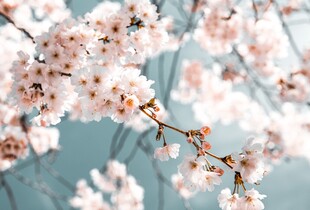 春日绽放的粉嫩樱花枝
