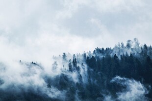 云雾缭绕的山林美景