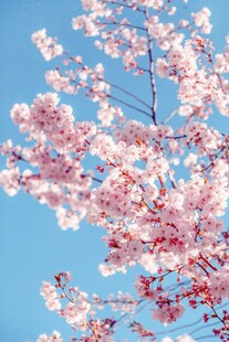 蓝天映衬下的烂漫樱花