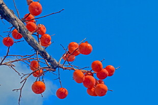 蓝天下的红柿子枝头