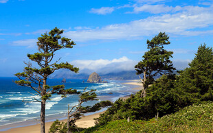 海岸边的挺拔树木与美景