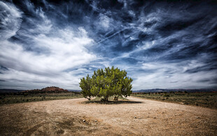 旷野孤树 天地苍茫之景