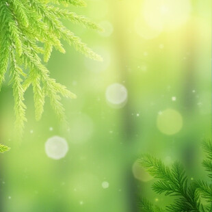 清新绿意的松枝背景图