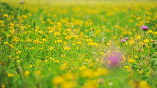 繁花