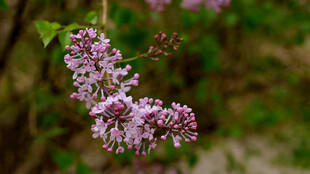 紫丁香花枝