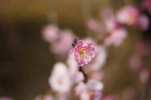 粉色梅花