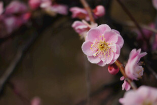 梅花