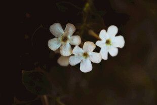 白色小花