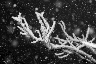 雪覆树枝