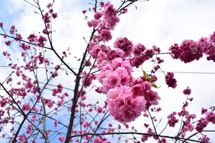 粉色樱花