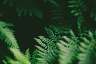 蕨类植物