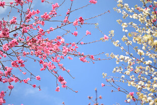缤纷花枝