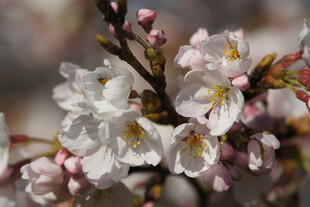 樱花