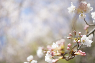 樱花枝
