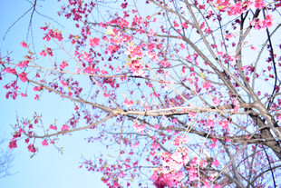 粉花枝
