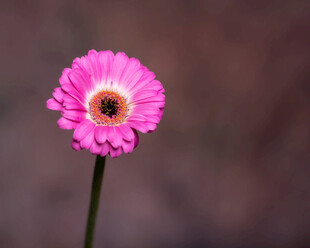 粉色非洲菊