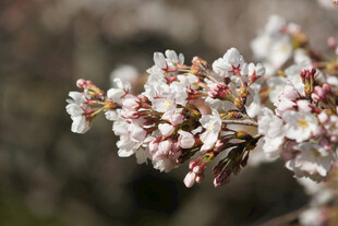 樱花枝