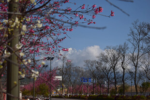 繁花