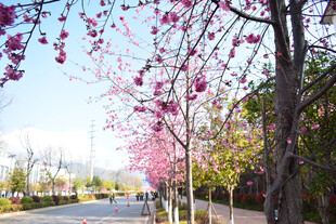 繁花