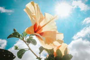 扶桑花
