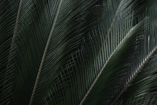 深绿羽状叶片