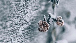 雪覆松果