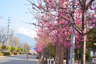 繁花
