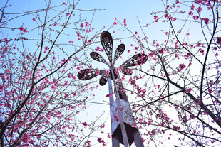 樱花