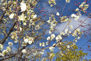 繁花满枝