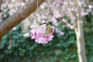樱花