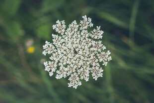 伞状野花